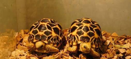 新手易养的陆龟品种推荐与饲养指南，轻松入门宠物龟