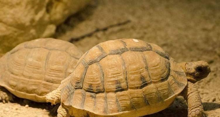 新手易养的陆龟品种推荐与饲养指南，轻松入门宠物龟