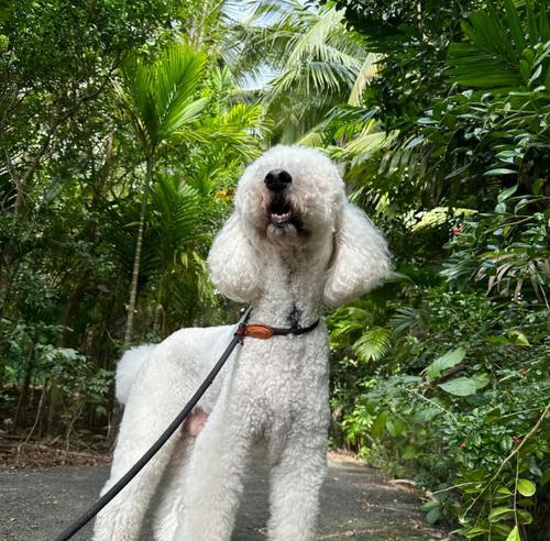 高端犬种配种策略与利润解析，培育高价值犬只指南