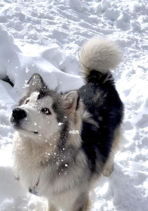 阿拉斯加探险指南：15个冰川极光与野生动物体验