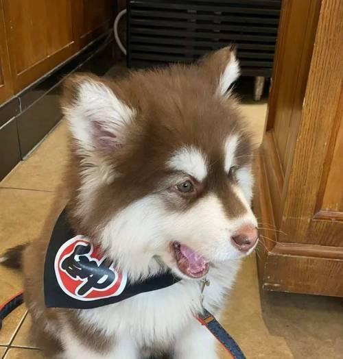 阿拉斯加探险指南：15个冰川极光与野生动物体验