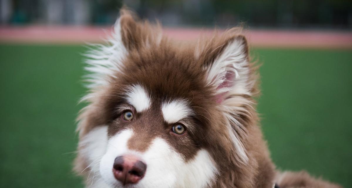 阿拉斯加探险指南：15个冰川极光与野生动物体验