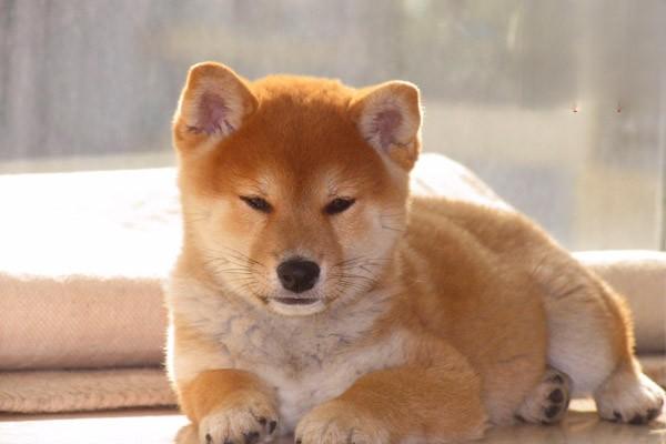 犬猫黄疸症状识别与治疗方案详解