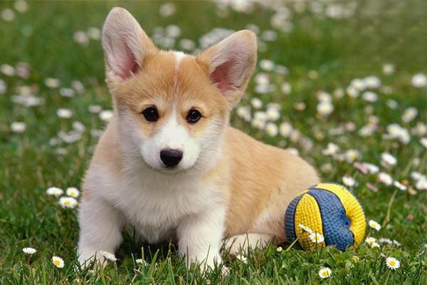 犬猫腹水症状与治疗方案详解：识别积液征兆与科学应对