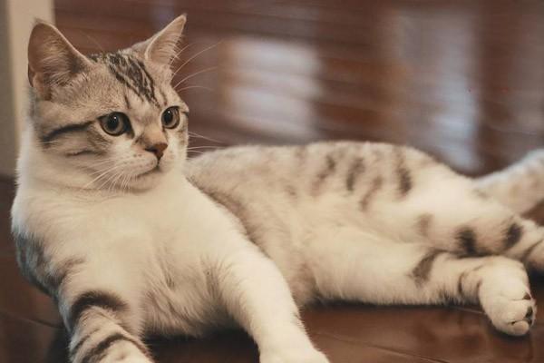 犬猫鼻炎症状识别与治疗方案详解