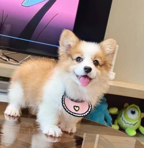 揭秘柯基犬纯种定义与品种特色，教你如何辨别与选择