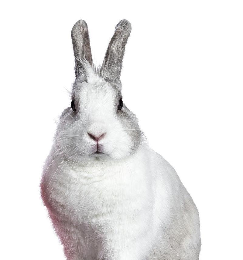 探秘灰白兔子的品种分类与独特魅力，了解饲养与习性