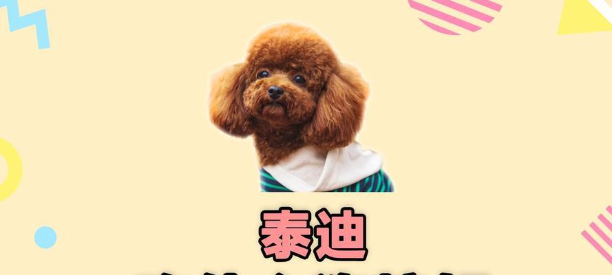 泰迪犬产后饮食指南：科学喂养助宝宝健康成长