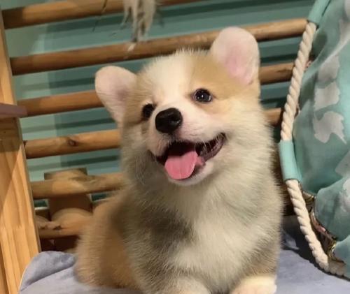 揭秘柯基犬纯种定义与品种特色，教你如何辨别与选择