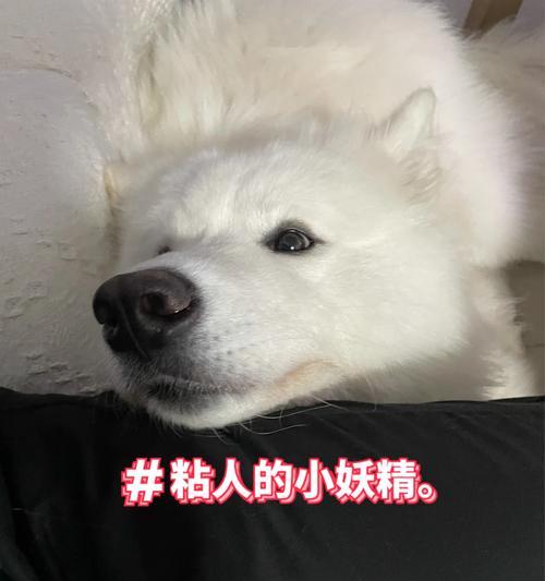 为何萨摩耶不爱玩球？探寻其独特游戏偏好与性格原因