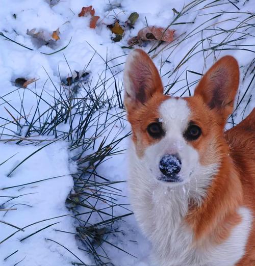 揭秘柯基犬纯种定义与品种特色，教你如何辨别与选择