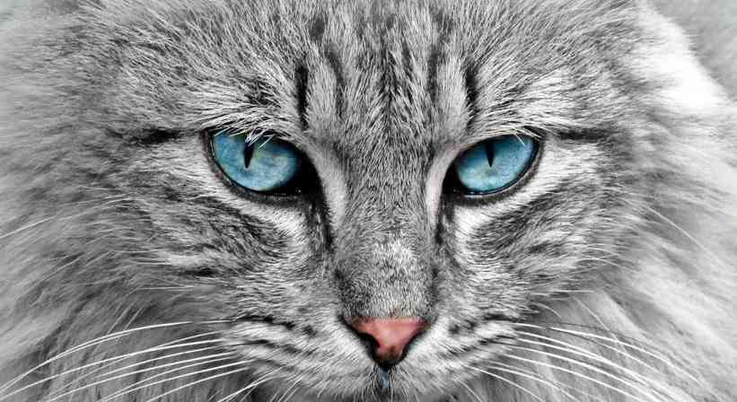 猫眼的神奇世界：揭秘瞳孔、夜视与情感交流的奥秘