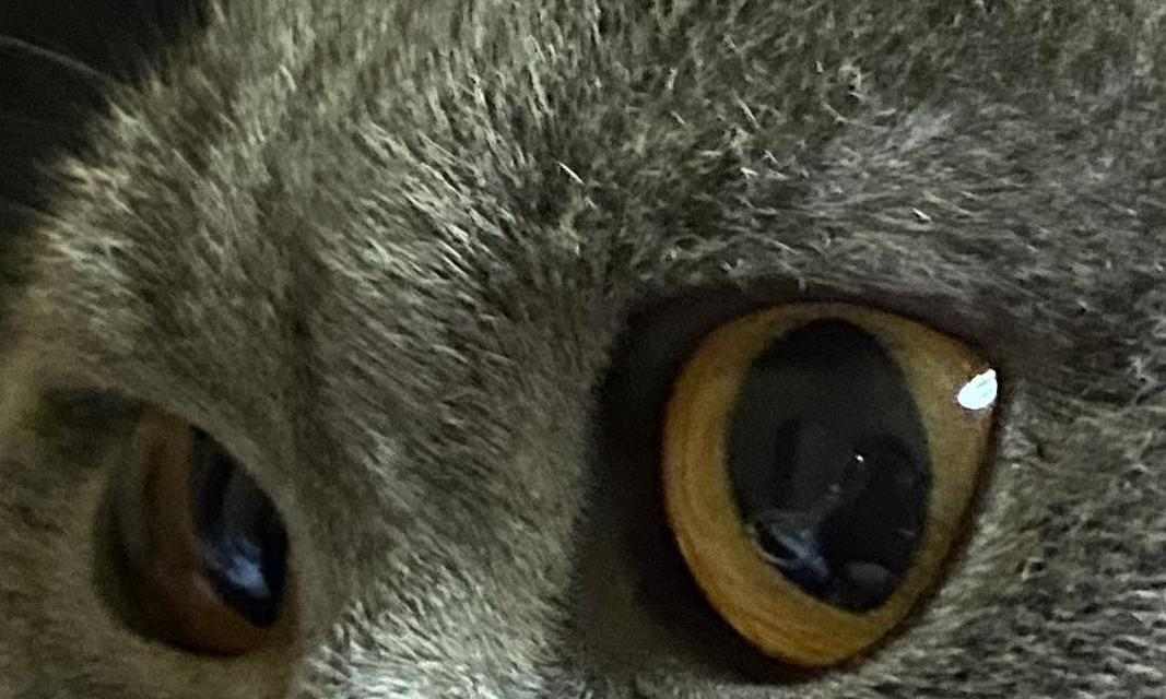 猫眼的神奇世界：揭秘瞳孔、夜视与情感交流的奥秘