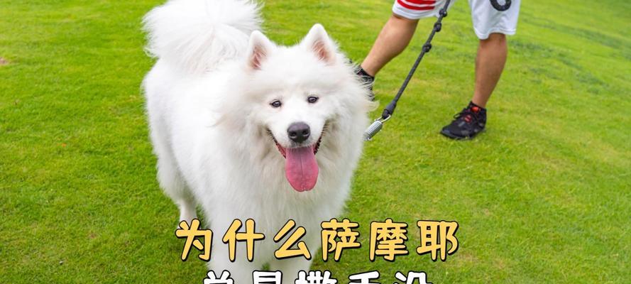 为何萨摩耶不爱玩球？探寻其独特游戏偏好与性格原因