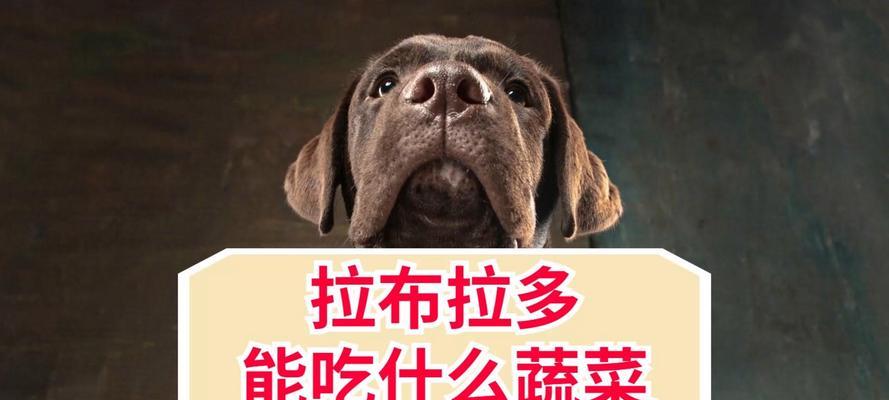 拉布拉多犬吃什么肉好?科学肉类选择与喂养指南 拉布拉多犬吃什么肉好?科学肉类选择与喂养指南
