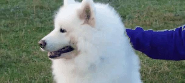 选择不咬人的宠物动物指南：性格温顺的伙伴推荐