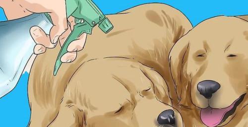 防止狗狗打架的实用技巧,建立和谐犬群关系 防止狗狗打架的实用技巧,建立和谐犬群关系