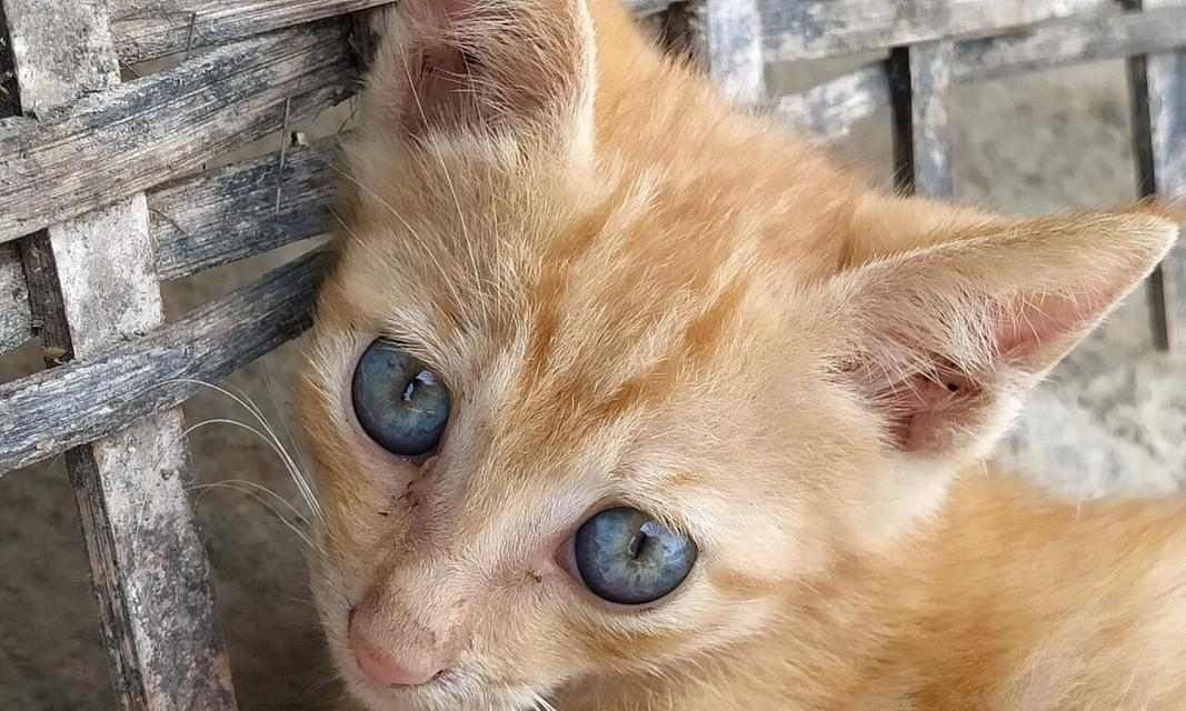 猫眼的神奇世界：揭秘瞳孔、夜视与情感交流的奥秘