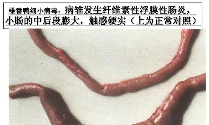 慢性细小症状全解读与治疗关键:从皮肤到神经的全面指南 慢性细小症状全解读与治疗关键:从皮肤到神经的全面指南