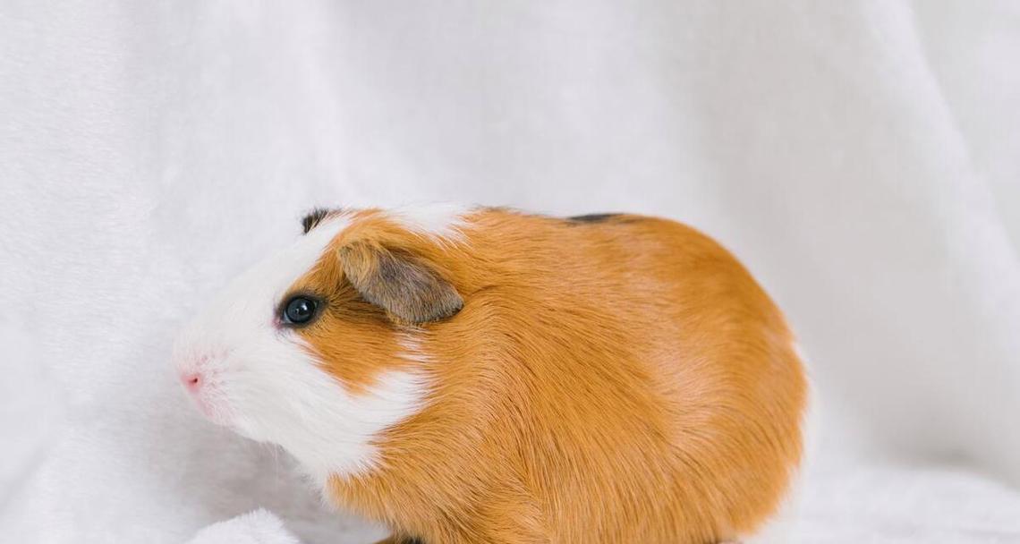 选择不咬人的宠物动物指南：性格温顺的伙伴推荐