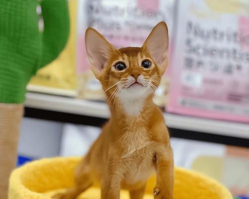 选择不咬人的宠物动物指南：性格温顺的伙伴推荐