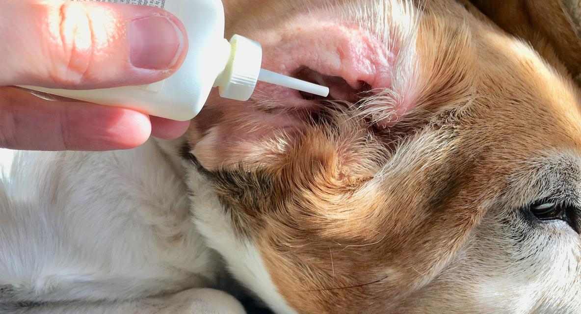 彻底解决狗身臭味的有效方法与日常护理注意事项