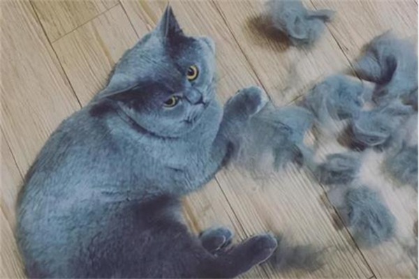 猫咪吃鱼油能减少掉毛吗？揭秘鱼油对猫咪毛发健康的真实作用