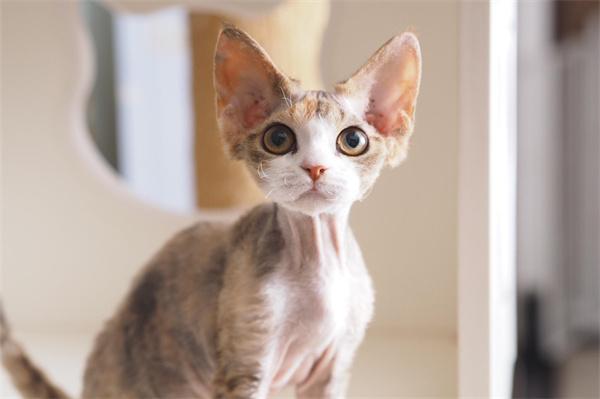 母猫发情期持续天数与症状解析,应对护理指南 母猫发情期持续天数与症状解析,应对护理指南