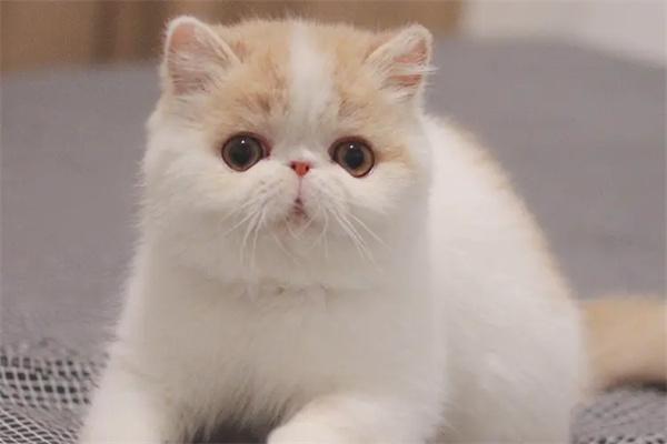 母猫发情期持续天数与症状解析,应对护理指南 母猫发情期持续天数与症状解析,应对护理指南