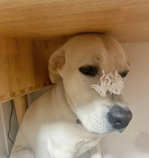 拉布拉多体温过高的常见原因及紧急处理方法