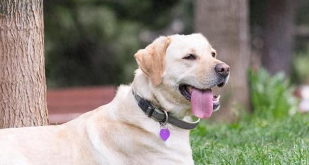 拉布拉多体温过高的常见原因及紧急处理方法