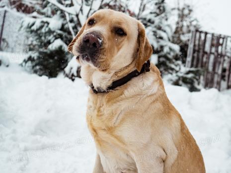 拉布拉多体温过高的常见原因及紧急处理方法