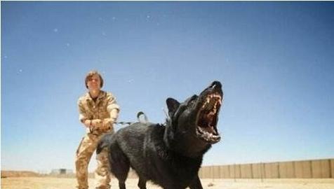 小狗咬人原因与应对方法：从行为动机到预防策略