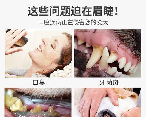 博美牙齿发黄口臭原因与解决方法，恢复狗狗牙齿健康光泽