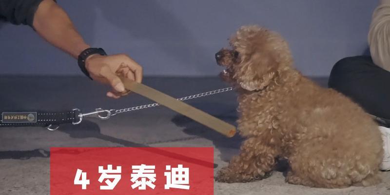小狗咬人原因与应对方法：从行为动机到预防策略