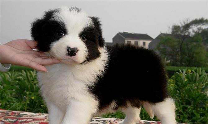 买狗最佳时机指南:根据需求选择,让爱宠更融洽 买狗最佳时机指南:根据需求选择,让爱宠更融洽