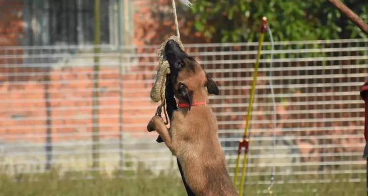 小马犬不能吃的食物清单,这些常见食物千万别喂 小马犬不能吃的食物清单,这些常见食物千万别喂