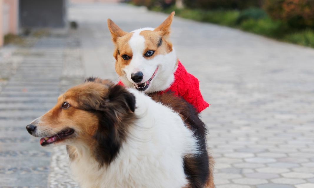 柯基犬的独特魅力解析：可爱外表与聪明性格的完美结合