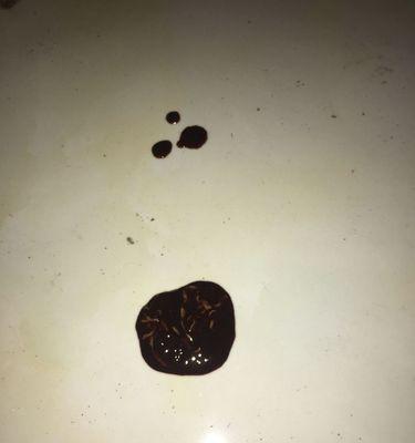 狗狗尿液颜色揭示健康秘密:如何通过观察判断潜在疾病 狗狗尿液颜色揭示健康秘密:如何通过观察判断潜在疾病