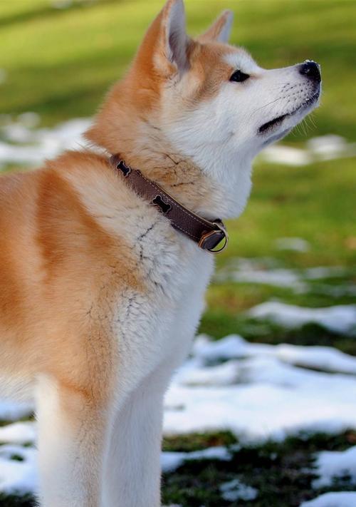 秋田母犬理想毛色如何选?解析关键因素与品种标准 秋田母犬理想毛色如何选?解析关键因素与品种标准