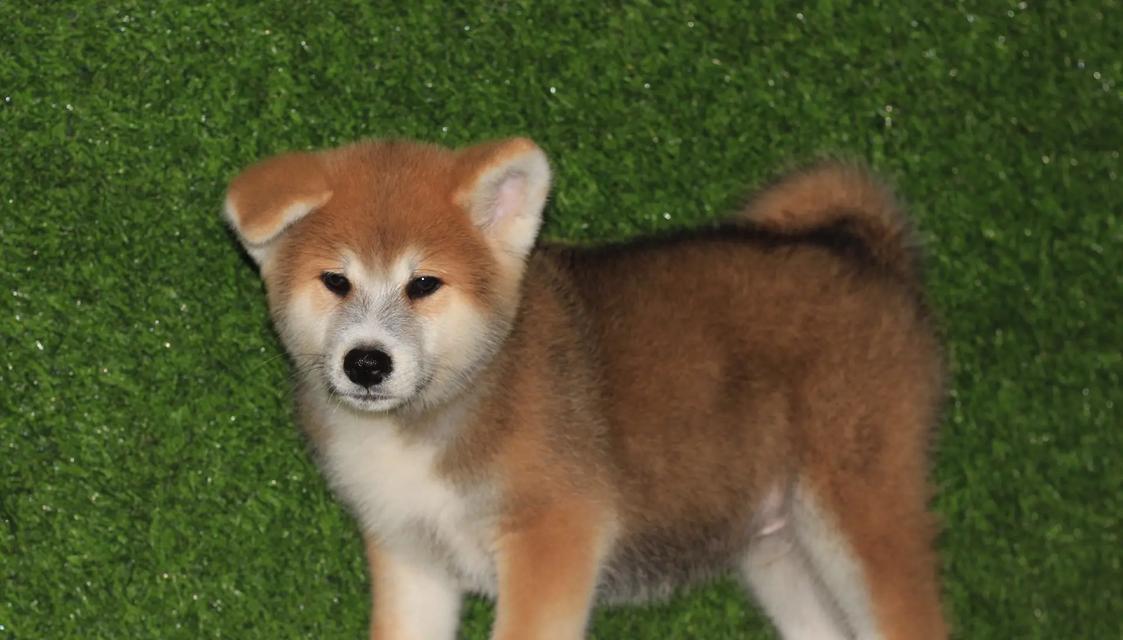 秋田母犬理想毛色如何选?解析关键因素与品种标准 秋田母犬理想毛色如何选?解析关键因素与品种标准