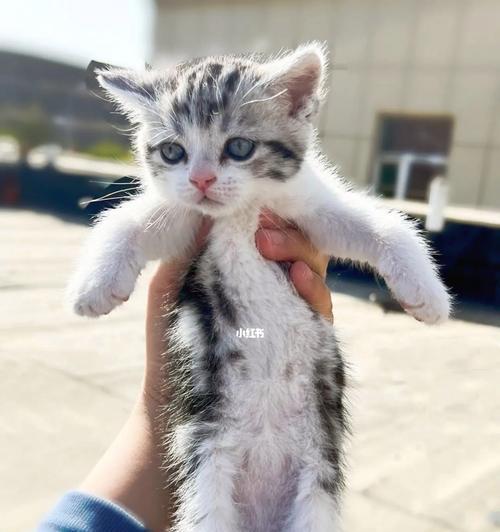 幼猫到成猫的成长历程与习性演变