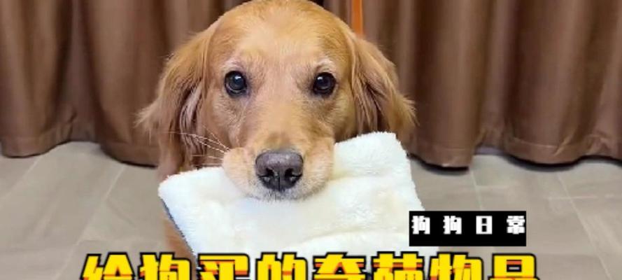 买狗最佳时机指南:根据需求选择,让爱宠更融洽 买狗最佳时机指南:根据需求选择,让爱宠更融洽