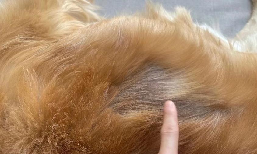 狗狗真菌皮肤病饮食指南:营养搭配与天然食材缓解症状 狗狗真菌皮肤病饮食指南:营养搭配与天然食材缓解症状