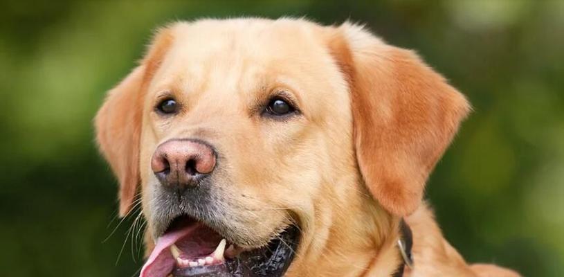 泰迪幼犬适合吃哪些水果?15种健康选择助力成长 泰迪幼犬适合吃哪些水果?15种健康选择助力成长