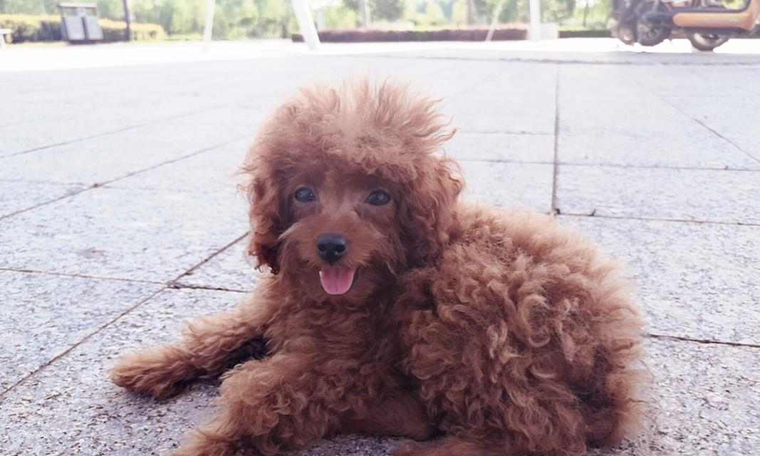 泰迪幼犬适合吃哪些水果?15种健康选择助力成长 泰迪幼犬适合吃哪些水果?15种健康选择助力成长