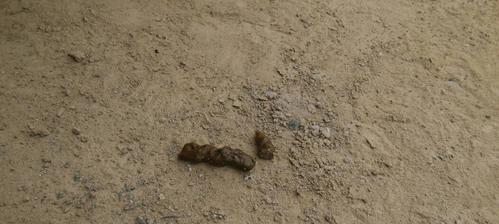 狗狗尿液颜色揭示健康秘密:如何通过观察判断潜在疾病 狗狗尿液颜色揭示健康秘密:如何通过观察判断潜在疾病