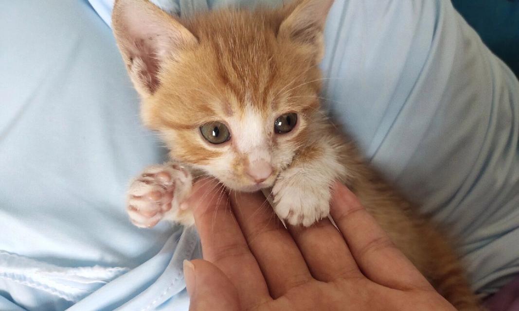 猫咪驱虫禁忌与注意事项，这些情况需谨慎