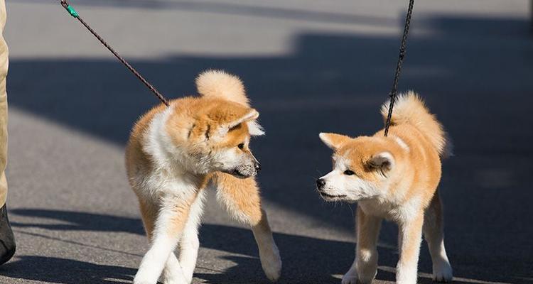 秋田母犬理想毛色如何选?解析关键因素与品种标准 秋田母犬理想毛色如何选?解析关键因素与品种标准