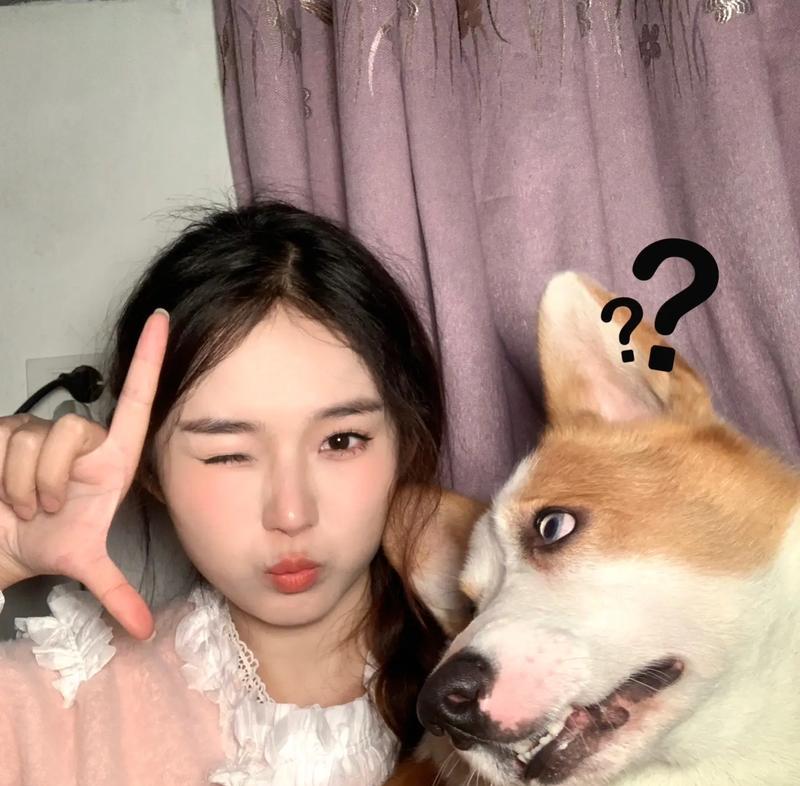 柯基犬的独特魅力解析：可爱外表与聪明性格的完美结合